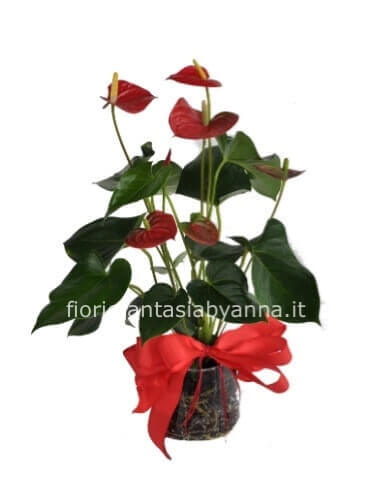 Pianta di anthurium contattare prima il fiorista per la disponibilità in negozio