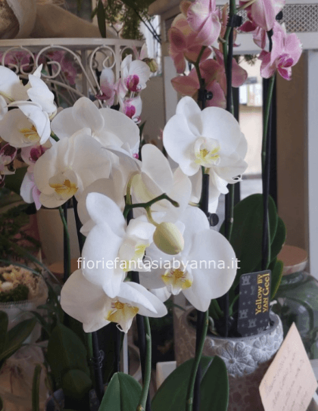 Pianta di phaleonopsis italiana Floricoltura Menin diversi colori contattare sempre il fiorista