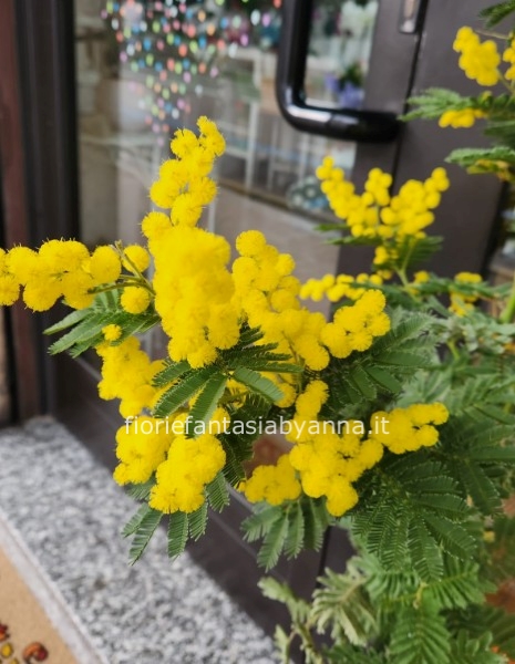 Dimostra il tuo affetto regalando un fiore arricchito dalla mimosa,simbolo della Festa della Donna